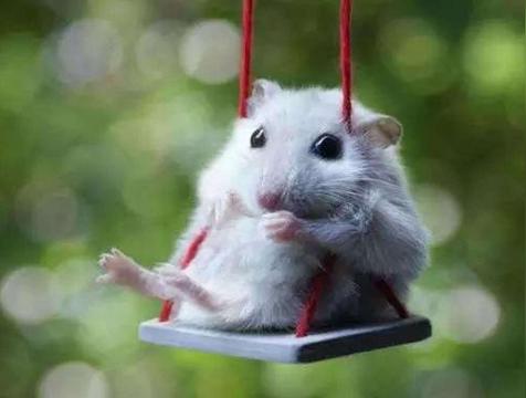 属鼠人运势与婚配属相