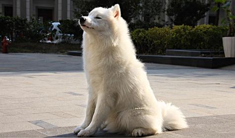 属狗哪天出生更好（属狗人出生日的命运）