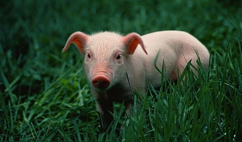 属猪几月出生是好命运