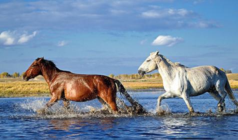属马人出生时辰的命运