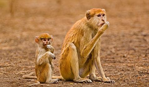 属猴哪天出生更好（属猴人出生日的命运）