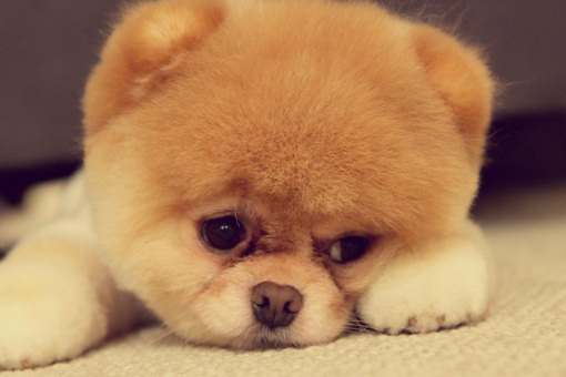 属狗人一生旺3个人(属狗人一生的克