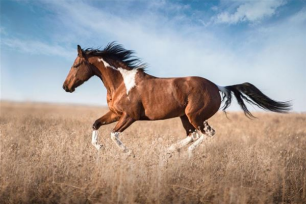 属马人什么方位比较旺
