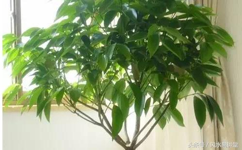 客厅植物选什么好(客厅植物风水招财