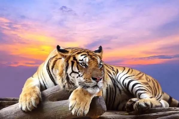 什么东西旺属虎人(属虎的一辈子不能