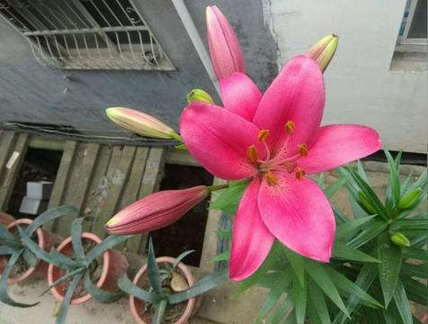 百合花在风水学上有什么讲究