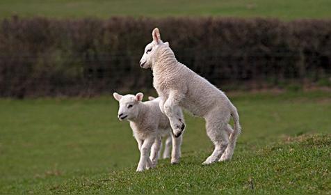 属羊人出生时辰的命运