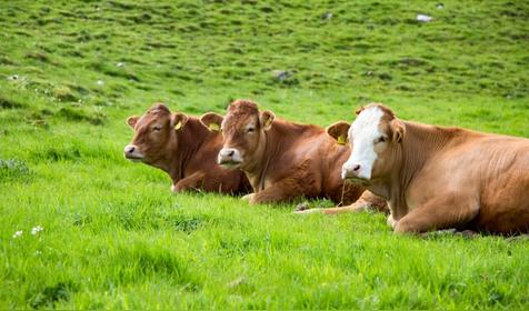 属牛几月出生是好命运