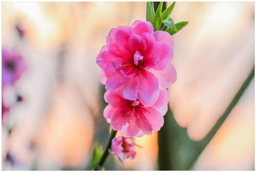 伴侣出现烂桃花怎么破