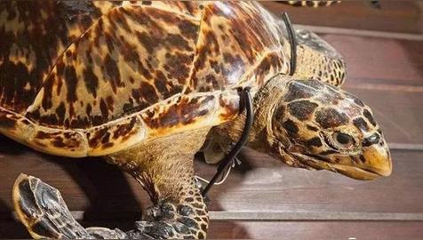 十大辟邪物品排行（民间十大辟邪神物