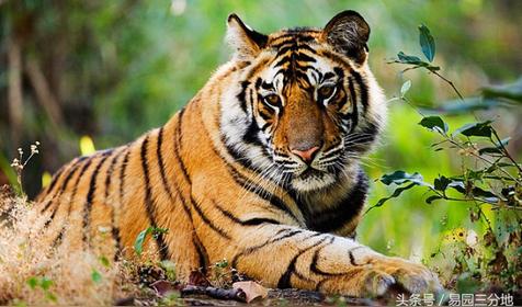 属虎哪天出生更好（属虎人出生日的命运）