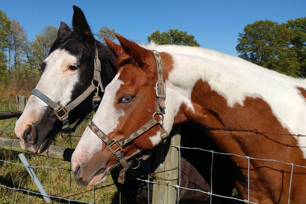 属马人要什么宝宝比较旺