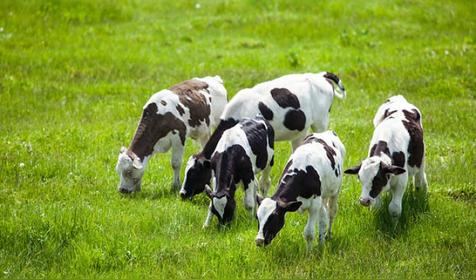 属牛哪天出生更好（生肖牛出生日的命运）