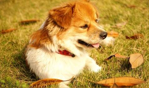 属狗几月出生是好命运