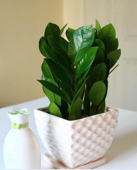 金钱树的风水作用与摆放位置