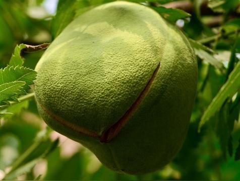 文冠果的风水讲究