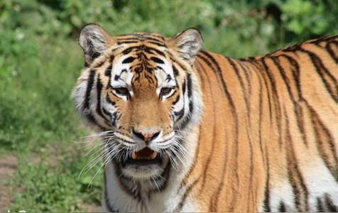 过山之虎是什么意思（命运好不好）