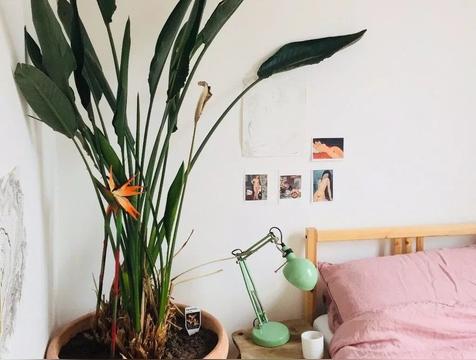 天堂鸟放客厅大忌