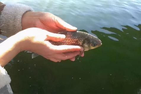 放生什么转运更快，增加运气放生放什么