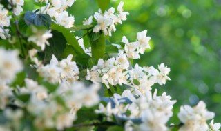 <strong>办公室旺风水植物（办公室吉利的三种</strong>