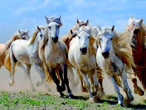 成千上万是什么生肖