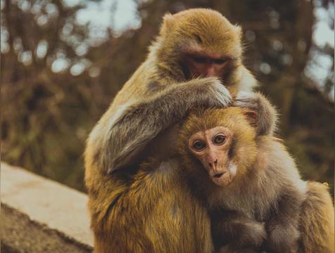 生肖猴的性格特点(属猴的优点与缺点)