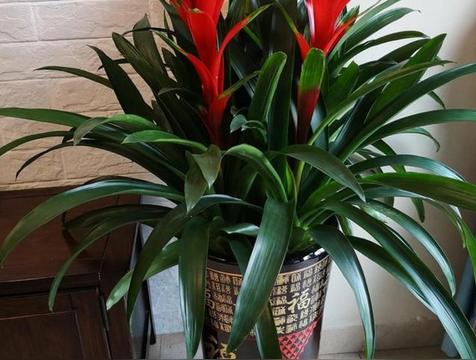 庭院种什么花旺宅(庭院种什么花吉利