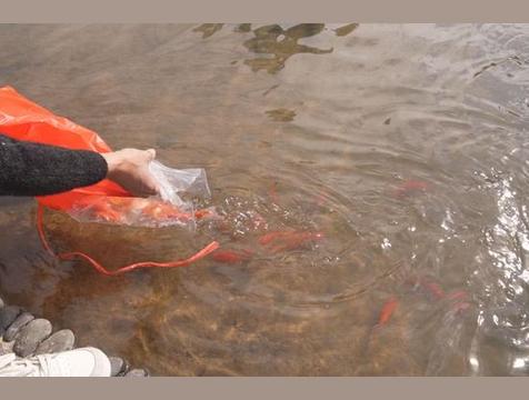 放生什么对财运更好，放生什么带财运