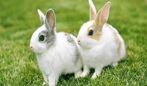 望月之兔命运好不好（望月之兔的意思）