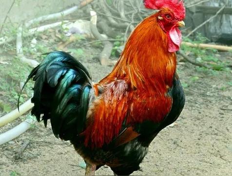 家有四声叫:半夜鸡叫 夜猫子叫 狗叫