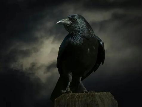 乌鸦叫二十四时辰吉凶