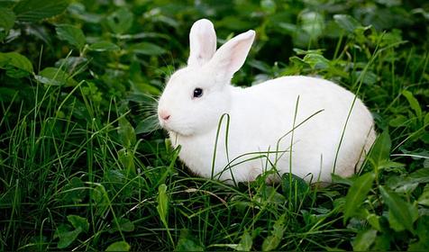 属兔人出生时辰的命运