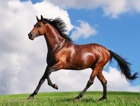 冲锋陷阵是什么生肖（答案：马）