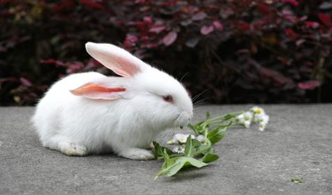 属兔哪天出生更好（属兔人出生日的命运）