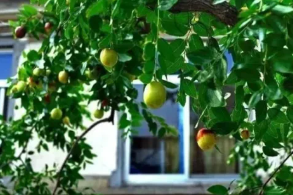 院子里旺宅的树(院中有五树 子孙一