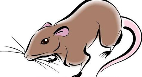 12生肖谁更短命（生肖鼠）