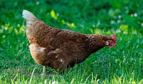 属鸡几月出生是好命运