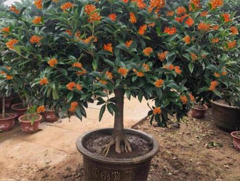 屋角有三花，不贵也会发哪三花