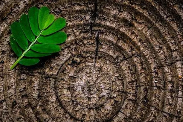 木命什么颜色旺(为什么木型人不能胖