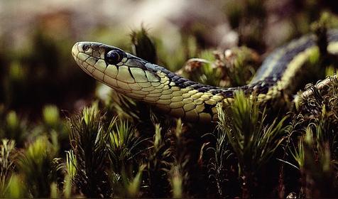 属蛇几月出生是好命运