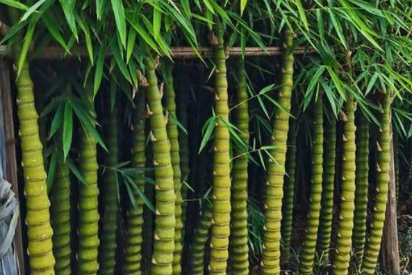 旺家的竹子（为什么说竹子在门前不吉