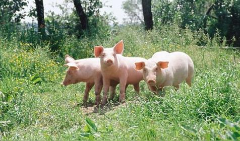 属猪哪天出生更好（属猪人出生日的命运）