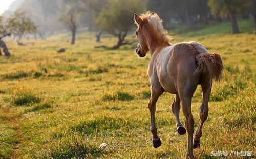 1990年的马是属于什么命（来看不要哭