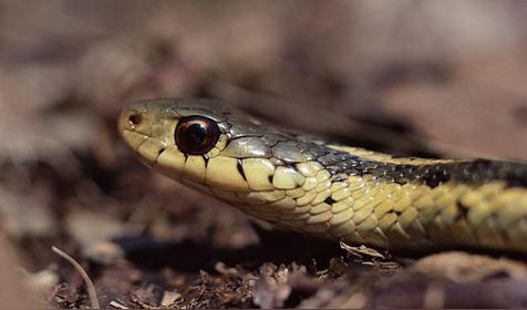 属蛇人出生时辰的命运