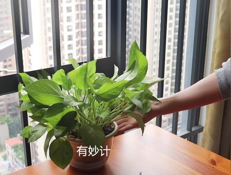 绿萝不宜放三大禁忌