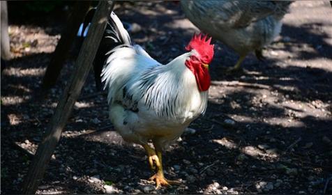 属鸡哪天出生更好（属鸡人出生日的命运）