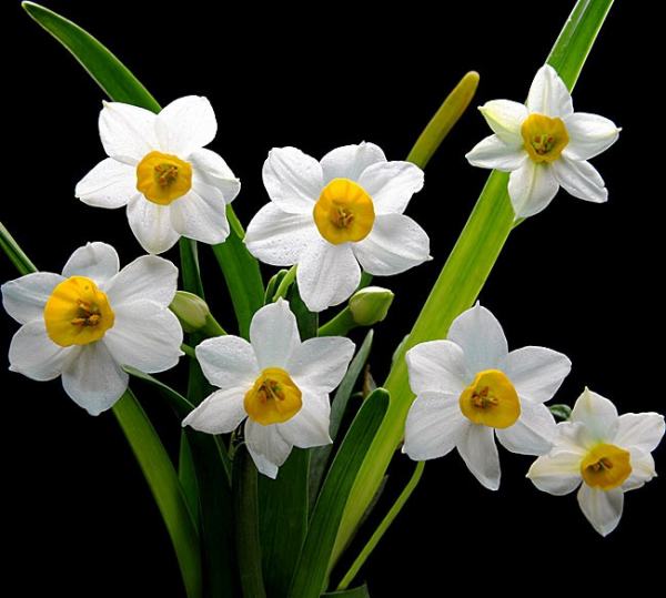 属猪人永远旺的植物（属猪人的风水植