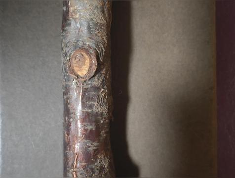 家里放桃木禁忌，桃木棍一般放哪里