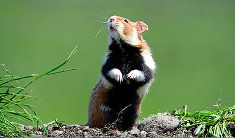 属鼠人出生时辰的命运