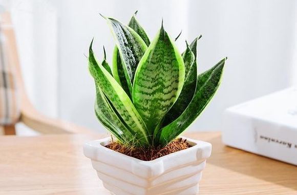 家客厅养什么花比较旺(镇宅很灵的三